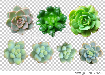 Succulent plant material 20372650