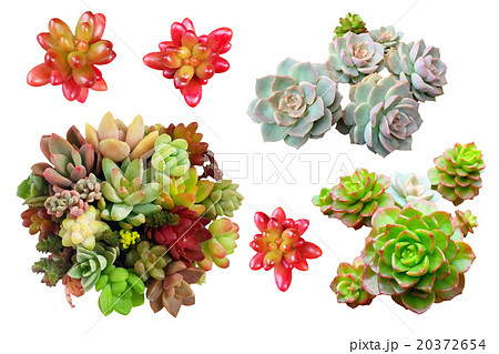 Succulent Plant Material Stock Illustration