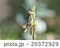 お食事中のイリオモテモリバッタ 20372929