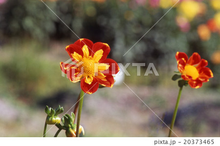 ダリア プー ダリア プー 20373465