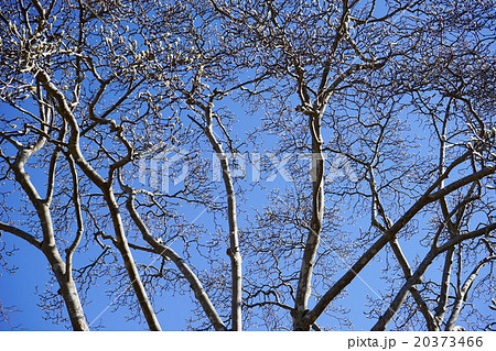 春を待つ木蓮の芽吹き 20373466