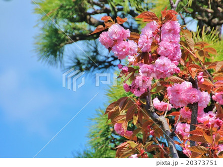 美しい八重桜 美しい八重桜 20373751