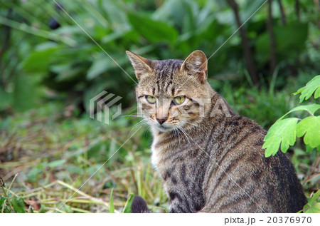 とら猫 20376970