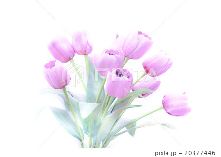 Tulip flowers high key abstract and soft color 20377446