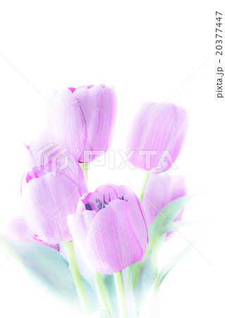 Tulip flowers high key abstract and soft color 20377447