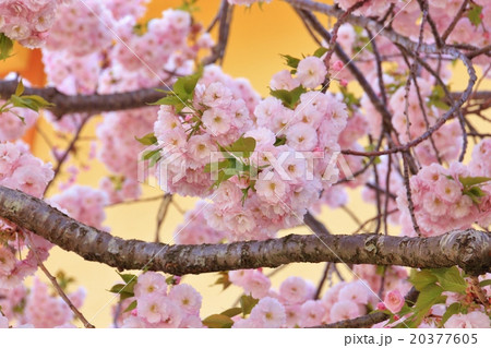 満開の八重桜 満開の八重桜 20377605