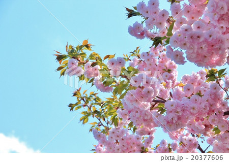満開の八重桜 満開の八重桜 20377606