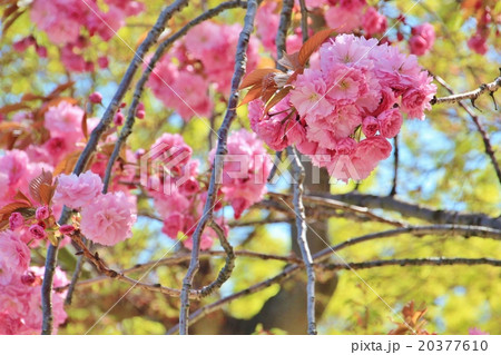 美しい八重桜 美しい八重桜 20377610