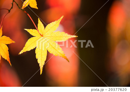 美しい紅葉 美しい紅葉 20377620