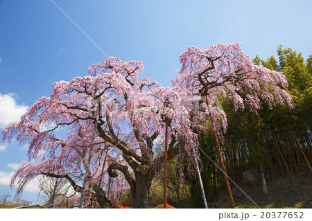 桜 紅枝垂地蔵ザクラ 三春滝桜の娘の写真素材