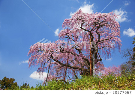 桜　紅枝垂ザクラ　三春 20377667