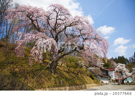 桜 紅枝垂ザクラ 三春 桜 紅枝垂ザクラ 三春 20377668