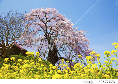 桜 桜と菜の花 桜 桜と菜の花 20377673