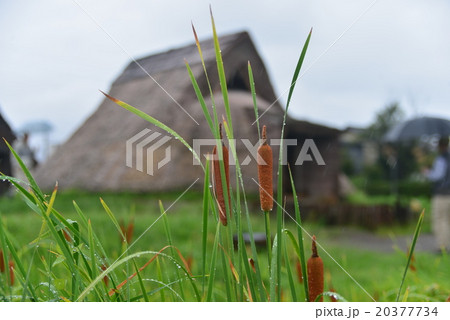 ガマの穂と復元住居 20377734