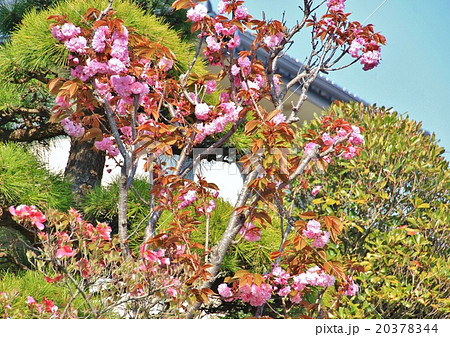松と八重桜 松と八重桜 20378344