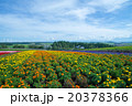 北海道　花畑 20378366