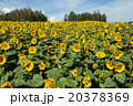 北海道　ひまわり畑 20378369