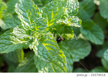 close up vegetables and mint of farm close up vegetables and mint of farm 20379018