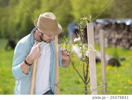 Gardener looking after trees Gardener looking after trees 20379831