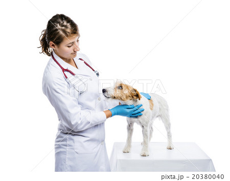 Female veterinarian examining dog isolated Female veterinarian examining dog isolated 20380040