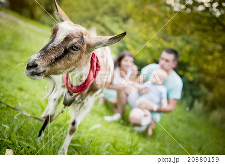 Happy family Happy family 20380159