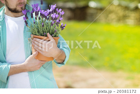 Gardener with lavender Gardener with lavender 20381172