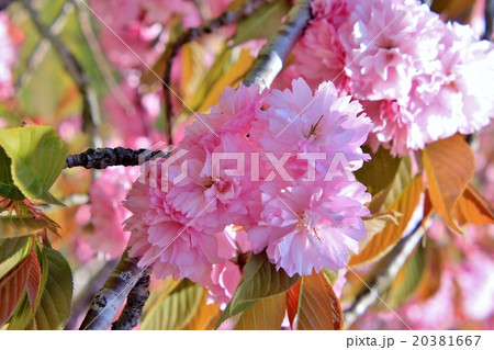 美しいピンク色の八重桜 美しいピンク色の八重桜 20381667