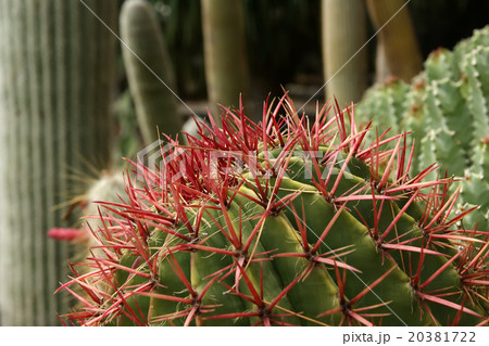 cactuses closeup in natural conditions cactuses closeup in natural conditions 20381722