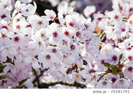 桜 さくら サクラ 20381791
