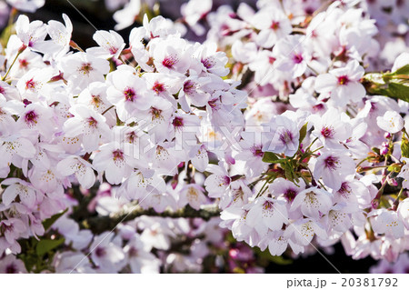 桜 さくら サクラ 20381792