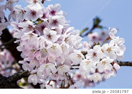 桜 さくら サクラ 20381797