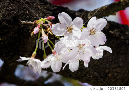 桜 さくら サクラ 20381805