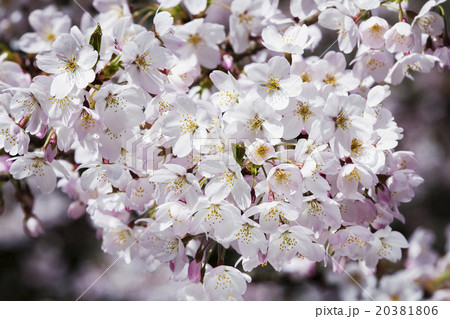 桜 さくら サクラ 20381806