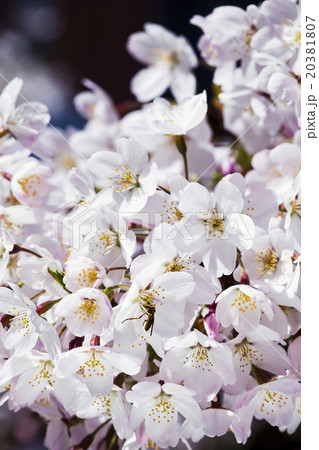 桜 さくら サクラ 20381807