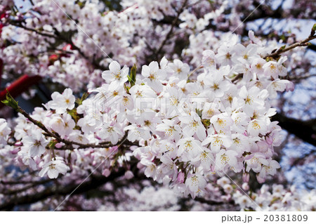 桜 さくら サクラ 20381809