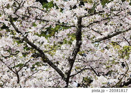 桜 さくら サクラ 20381817