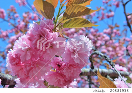 美しいピンク色の八重桜 美しいピンク色の八重桜 20381958