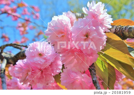 美しいピンク色の八重桜 美しいピンク色の八重桜 20381959