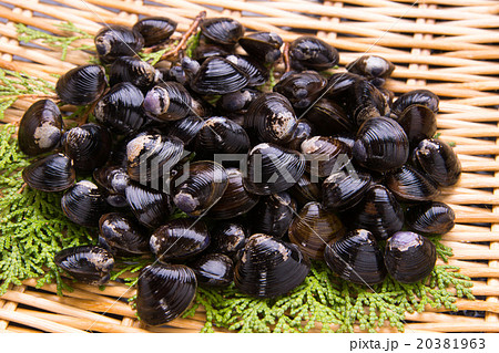しじみ貝 20381963