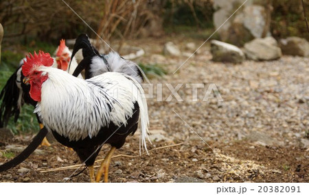 小国鶏　shoukoku 20382091