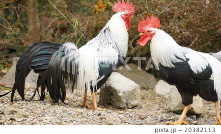 小国鶏 shoukoku 小国鶏 shoukoku 20382113