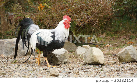 小国鶏　shoukoku 20382114