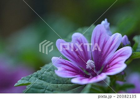 ゼニアオイ ゼニアオイ 20382135