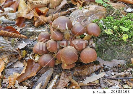 クリタケ 20382168