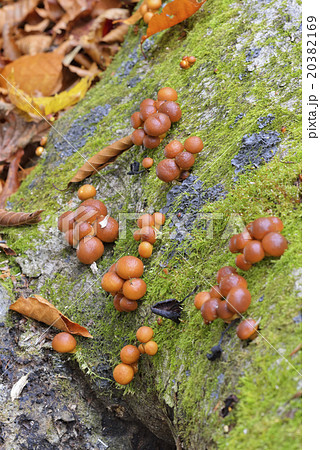 ナメコ ナメコ 20382169