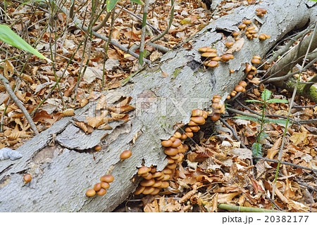 ナメコ ナメコ 20382177