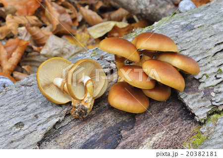 ナメコ ナメコ 20382181