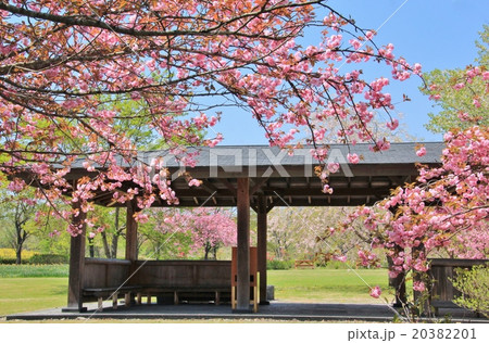 満開の八重桜 満開の八重桜 20382201