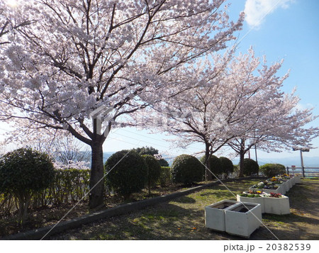 五月山公園 五月台の桜 の写真素材 3539