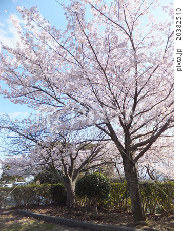 五月山公園 五月台の桜 の写真素材 3540